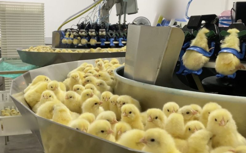 Investigação expõe trituração de pintinhos na indústria de ovos